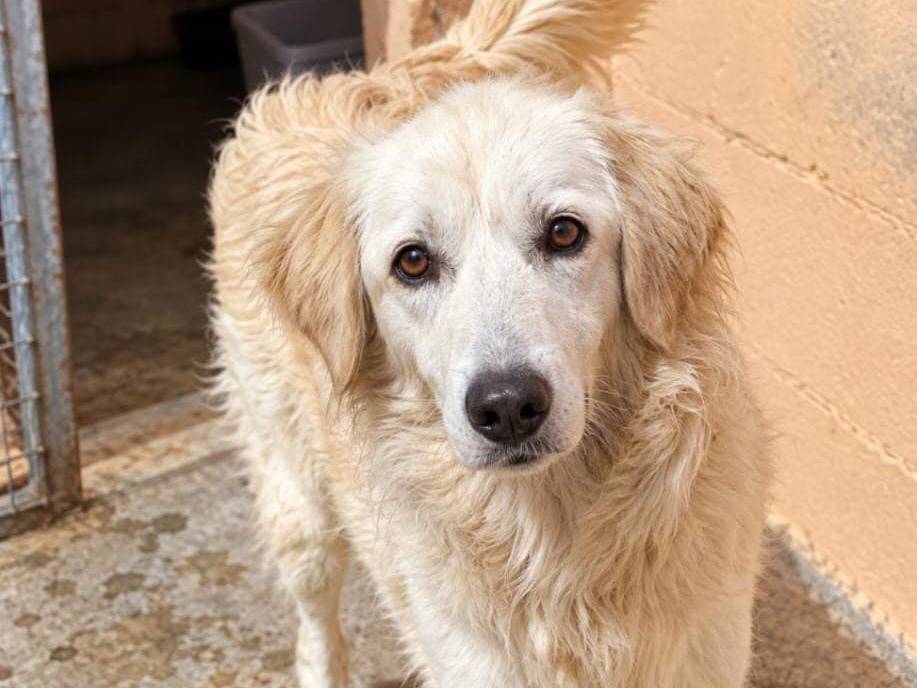 Adotta un cane, femmina, 3 anni e 1 mese, Cremona