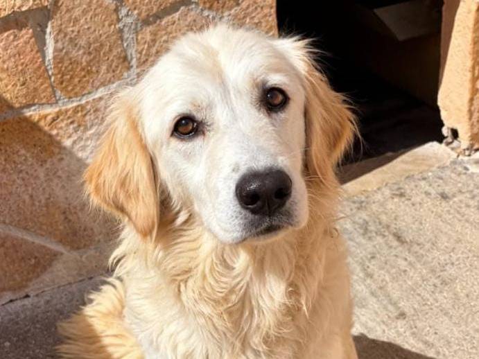 Adotta un cane, taglia media, femmina, Cremona