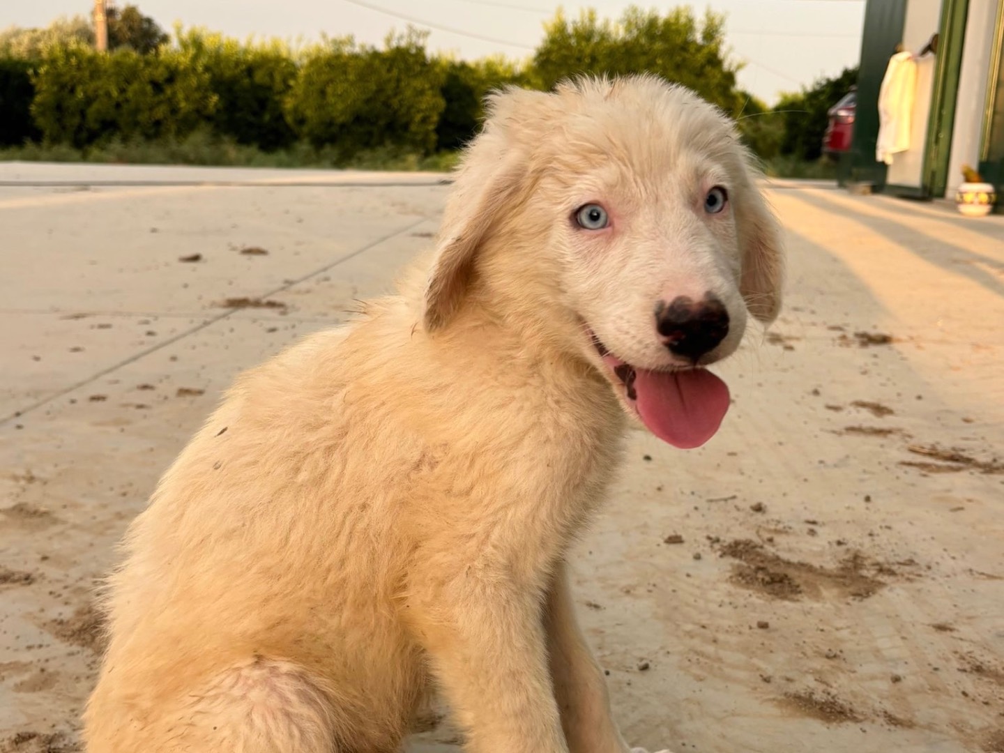 Adozione cane, maschio, Razza sconosciuta Razza sconosciuta, 3 mesi, taglia grande, Cosenza