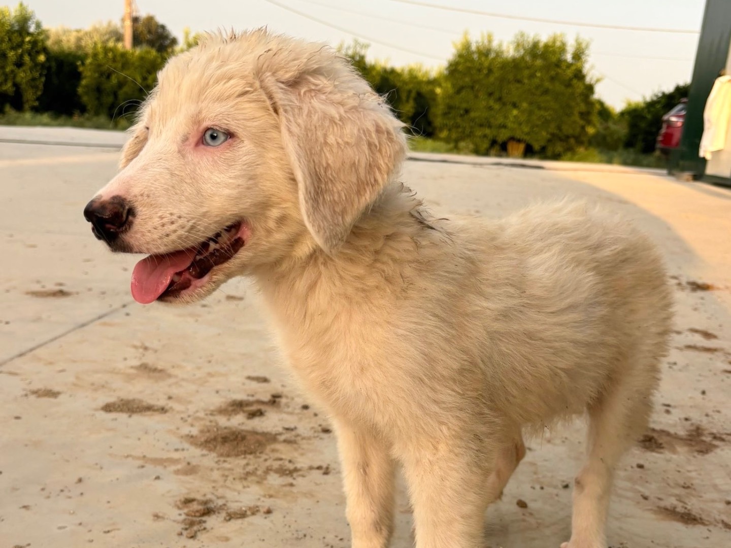 Adotta un cane, maschio, 3 mesi, Cosenza