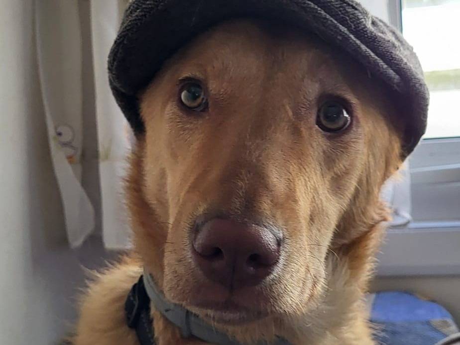 Adozione cane, maschio, Razza sconosciuta Razza sconosciuta, 1 anno e 3 mesi, taglia media, Pordenone
