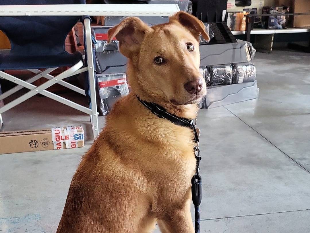 Adotta un cane, taglia media, maschio, Pordenone