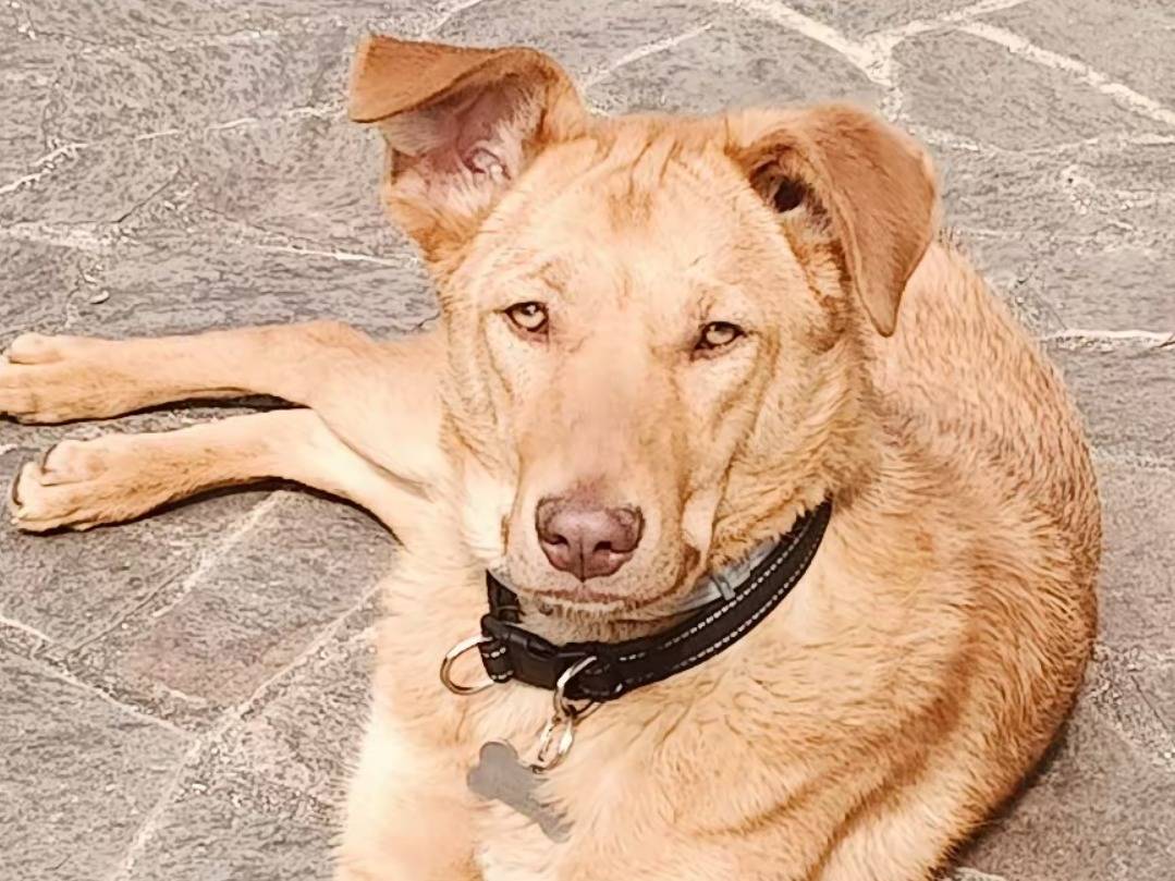 Vuoi adottare un cane a Pordenone?