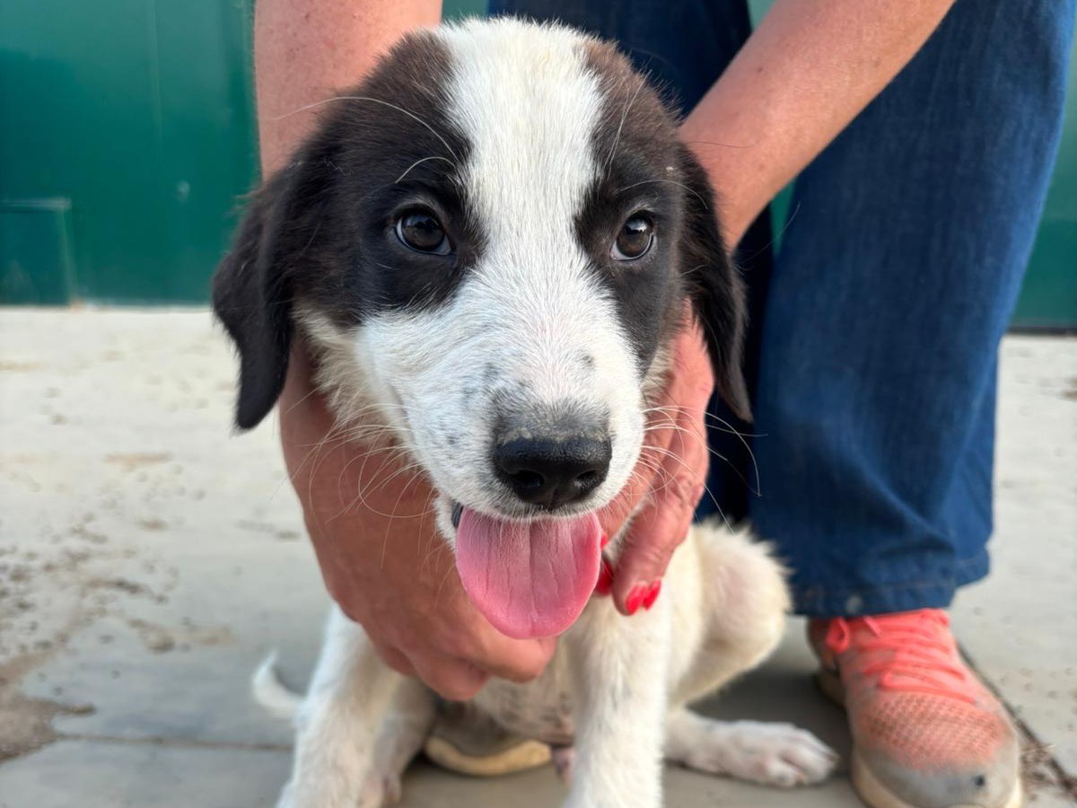 Adozione cane, maschio, Razza sconosciuta Razza sconosciuta, 3 mesi, taglia media, Cosenza