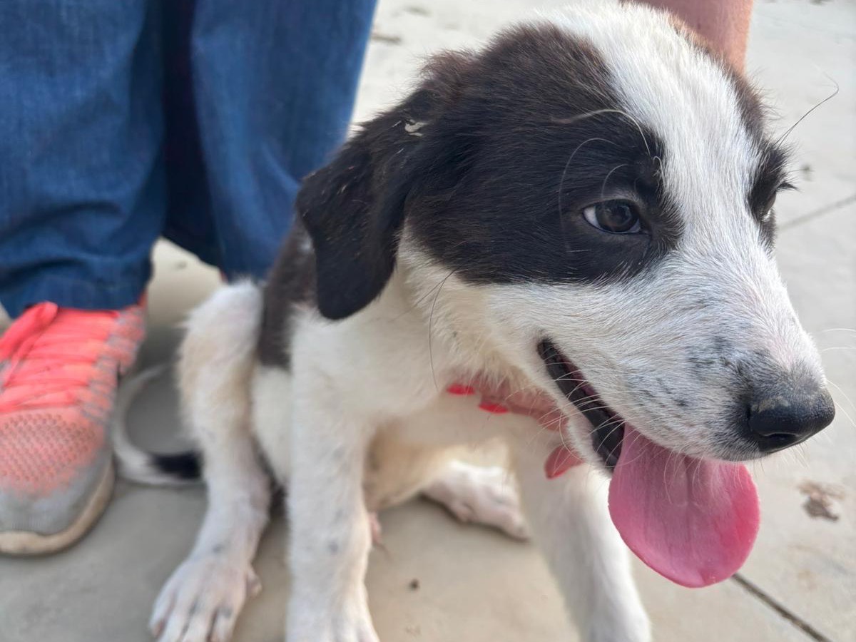 Adotta un cane, maschio, 3 mesi, Cosenza