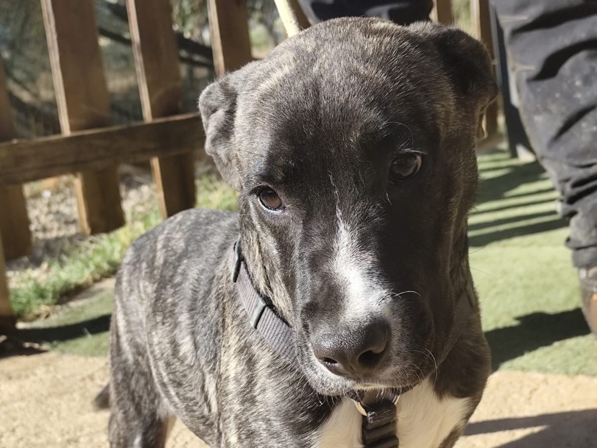 Adozione cane, maschio, Corso Razza sconosciuta, 5 mesi, taglia grande, Cosenza