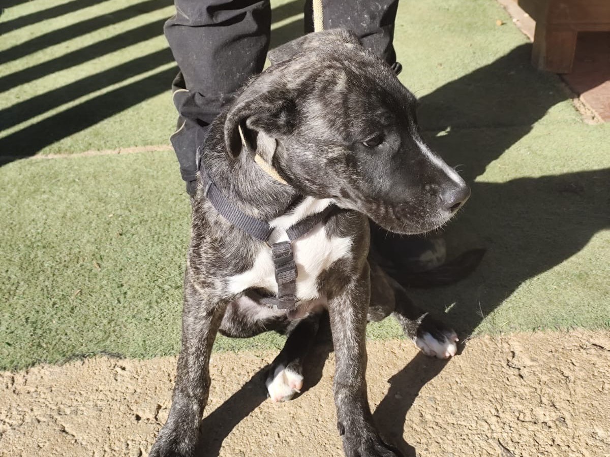Adotta un cane, maschio, 5 mesi, Cosenza