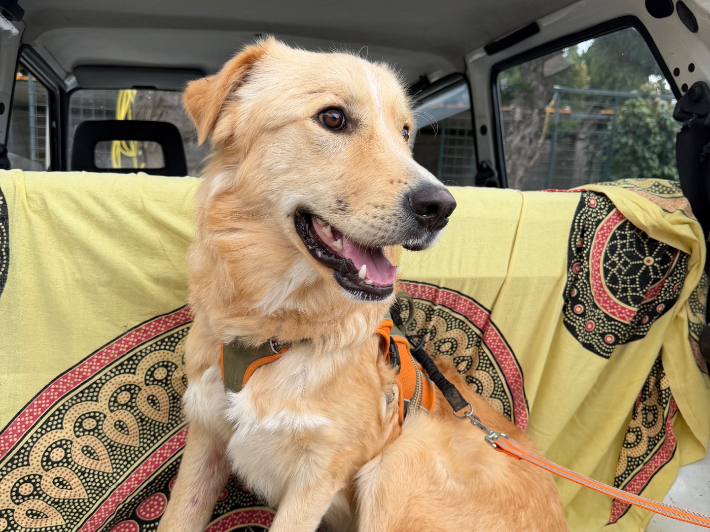 Adozione cane, maschio, Razza sconosciuta Razza sconosciuta, 10 mesi, taglia media, Enna