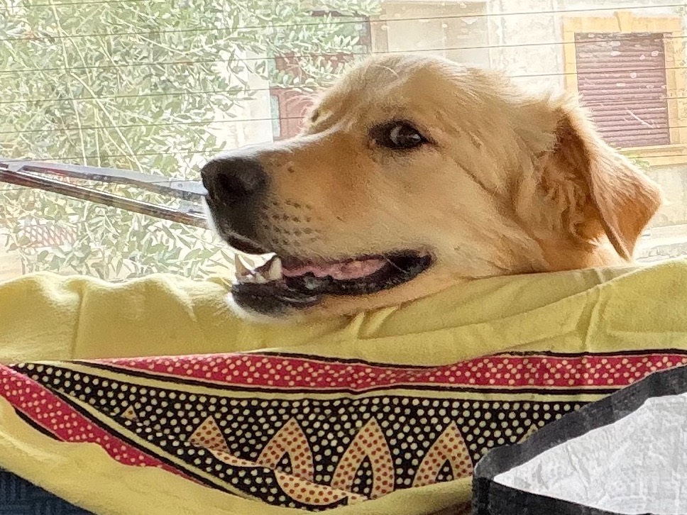 Adotta un cane, maschio, 10 mesi, Enna
