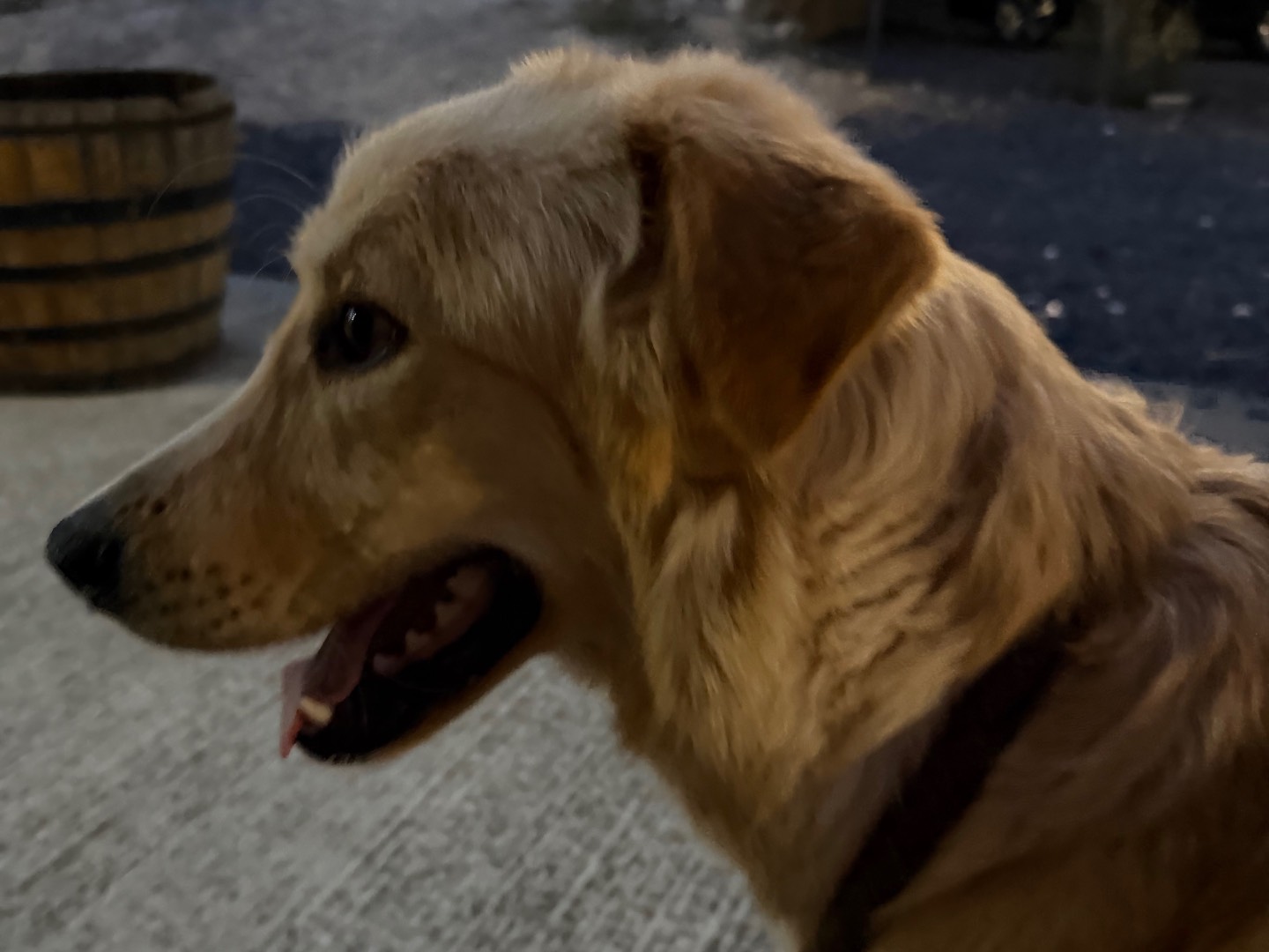 Adotta un cane, taglia media, maschio, Enna