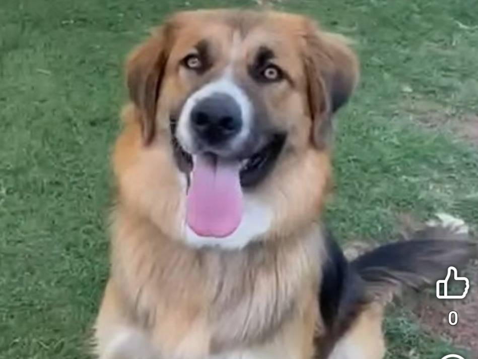 Adozione cane, femmina, Razza sconosciuta Razza sconosciuta, 1 anno e 8 mesi, taglia grande, Matera