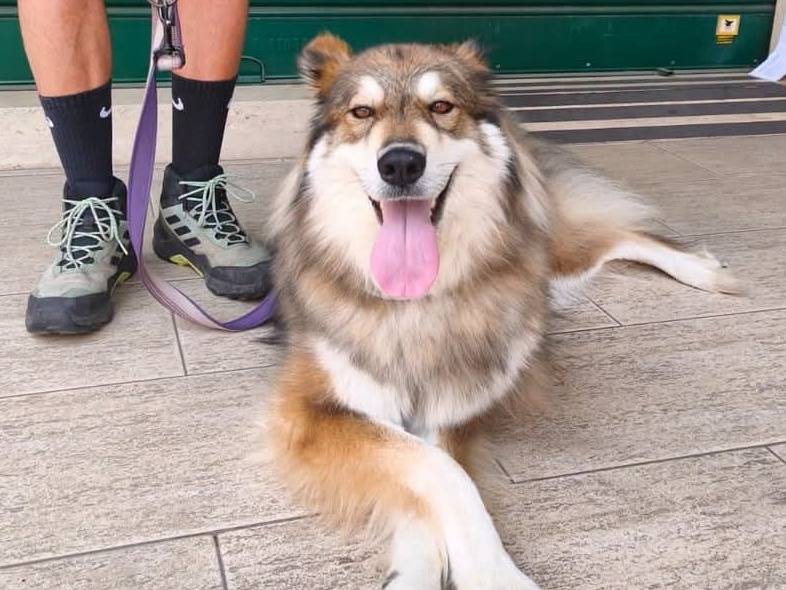 Adozione cane, maschio, Razza sconosciuta Razza sconosciuta, 5 anni e 11 mesi, taglia gigante, Matera