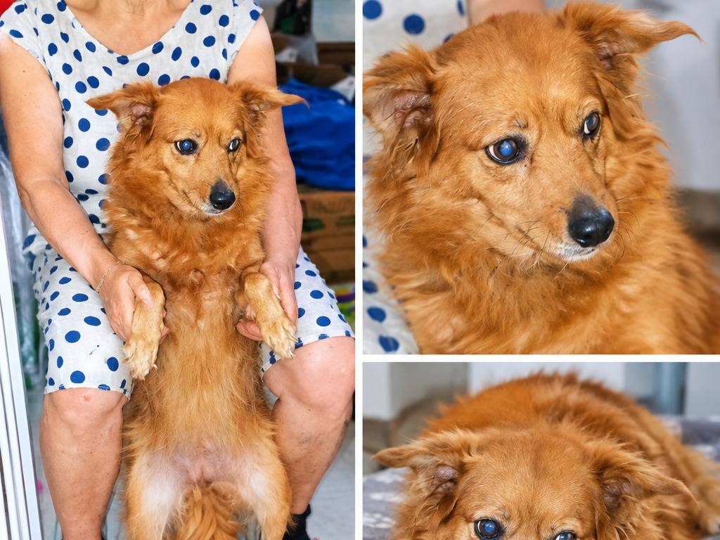 Adozione cane, femmina, Razza sconosciuta Razza sconosciuta, 5 anni e 4 mesi, taglia media contenuta, Latina