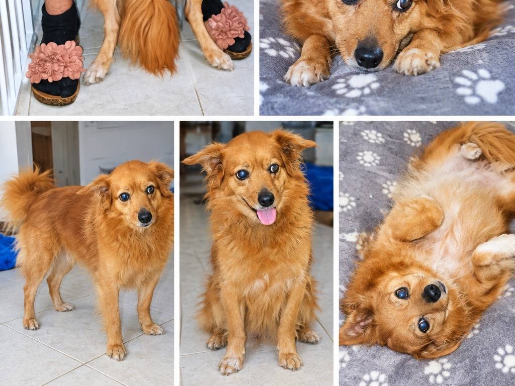 Adotta un cane, femmina, 5 anni e 4 mesi, Latina