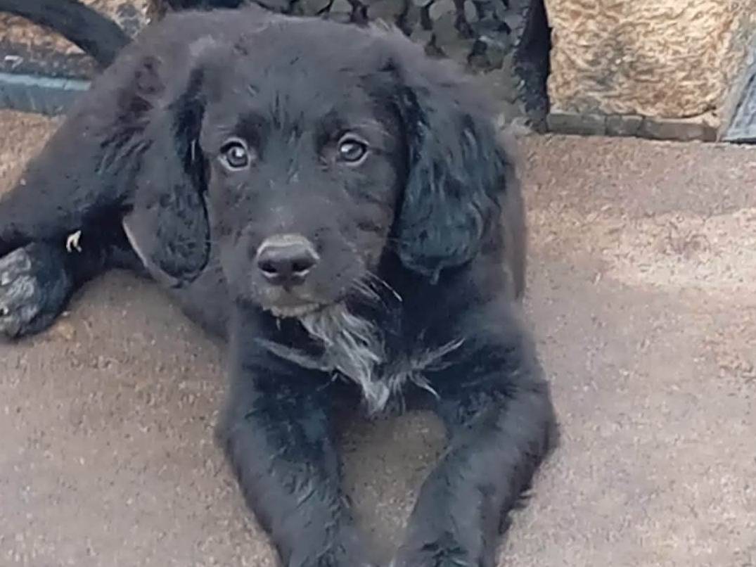 Adozione cane, femmina, Cocker Spaniel Razza sconosciuta, 10 mesi, taglia media contenuta, Matera