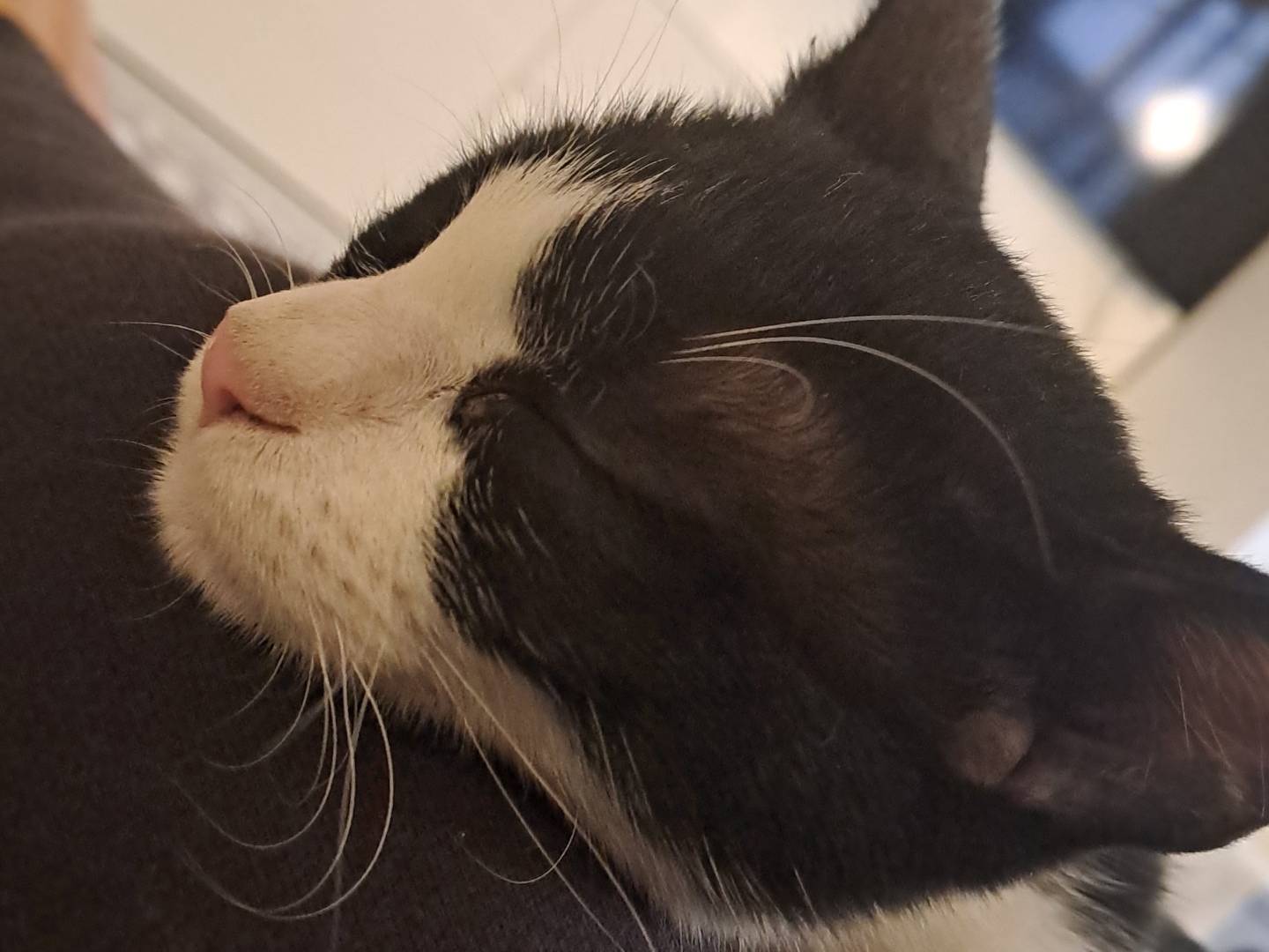 Adotta un gatto, femmina, 3 mesi, Milano
