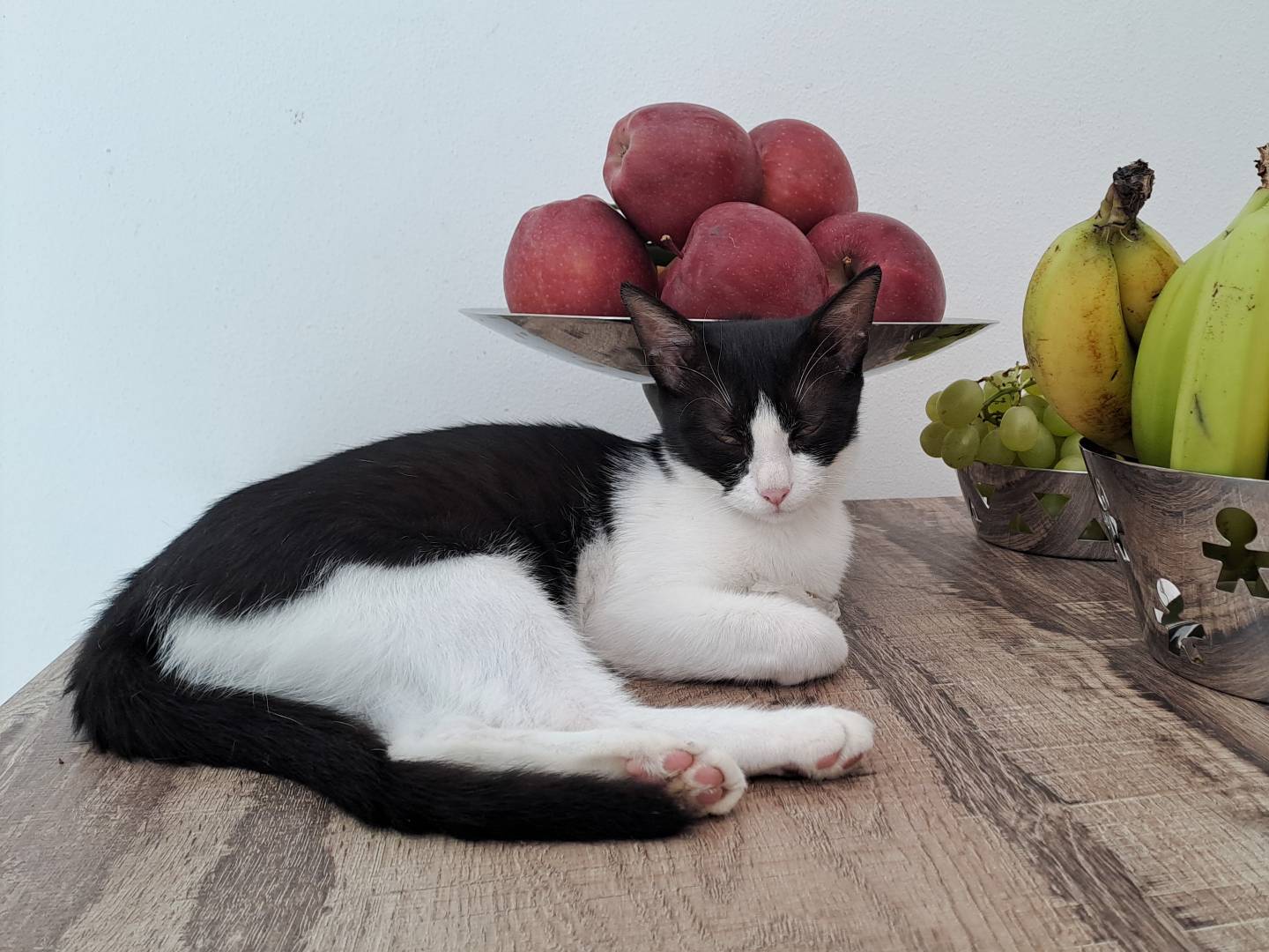 Adotta un gatto, taglia non valida, femmina, Milano