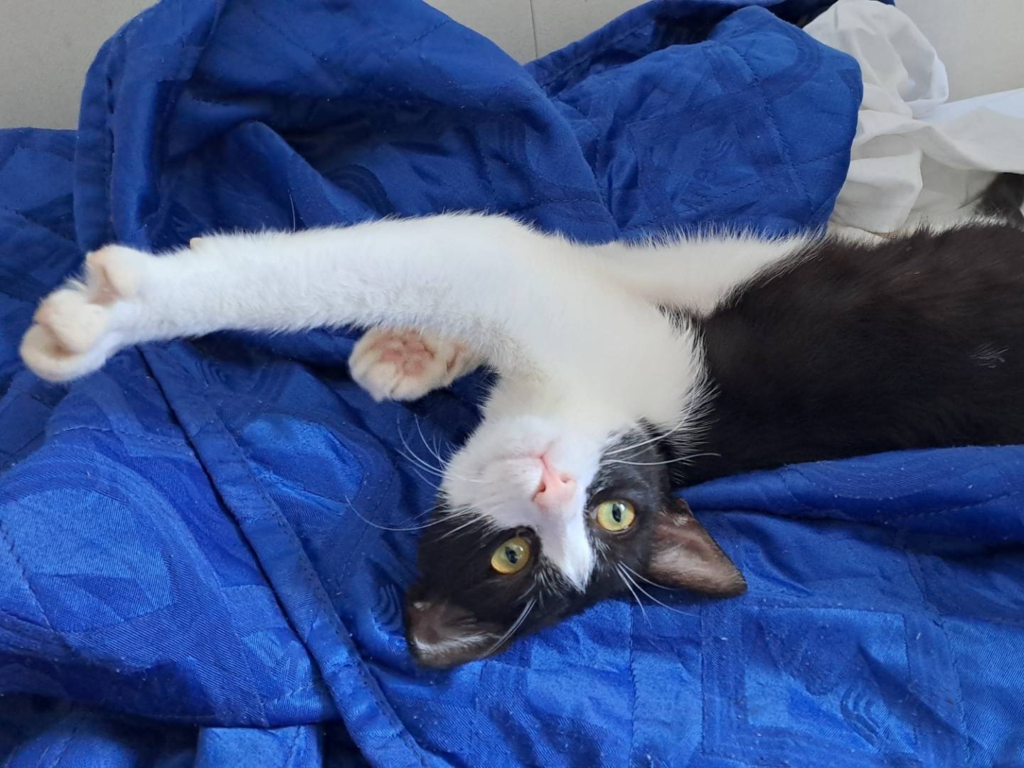 Vuoi adottare un gatto a Milano?