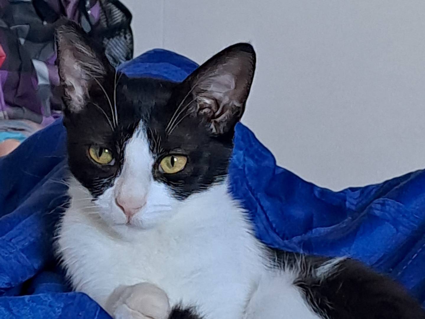 Adozione gatto, femmina, Razza sconosciuta Razza sconosciuta, 3 mesi, taglia non valida, Milano