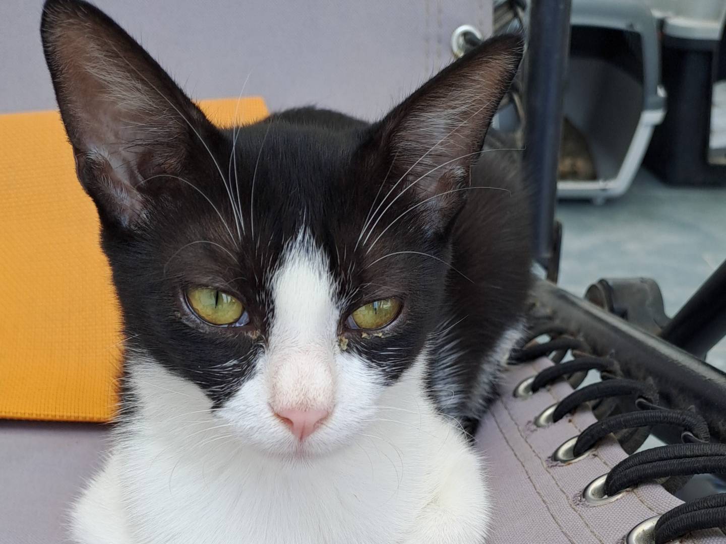Adotta il gatto Amy a Milano