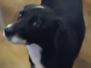 Adozione cane, femmina, Razza sconosciuta Razza sconosciuta, 6 anni e 2 mesi, taglia piccola, Milano