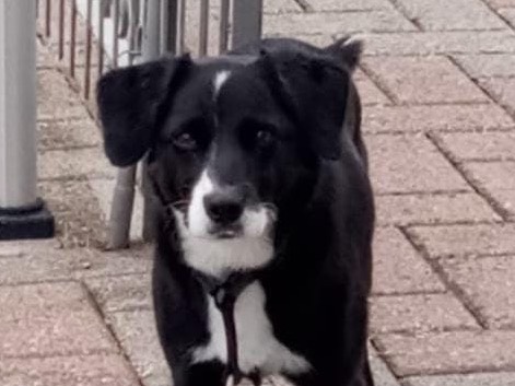 Adotta un cane, femmina, 6 anni e 2 mesi, Milano