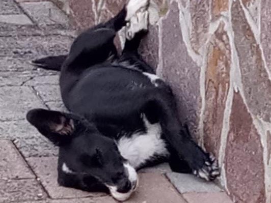 Adotta un cane, taglia piccola, femmina, Milano