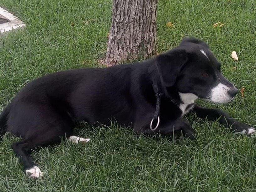 Vuoi adottare un cane a Milano?