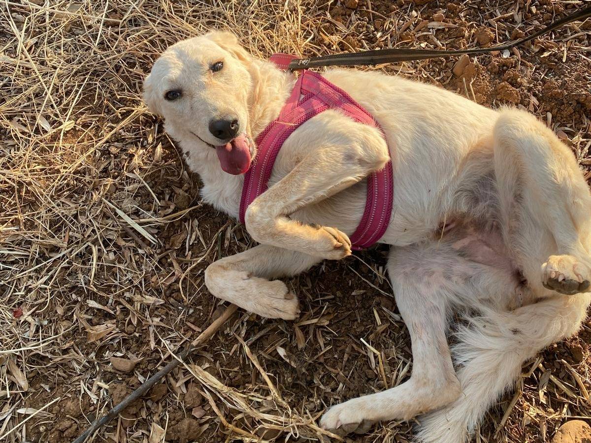 Adozione cane, femmina, Razza sconosciuta Razza sconosciuta, 8 mesi, taglia media, Cosenza
