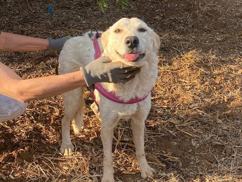 Adotta un cane, femmina, 8 mesi, Cosenza