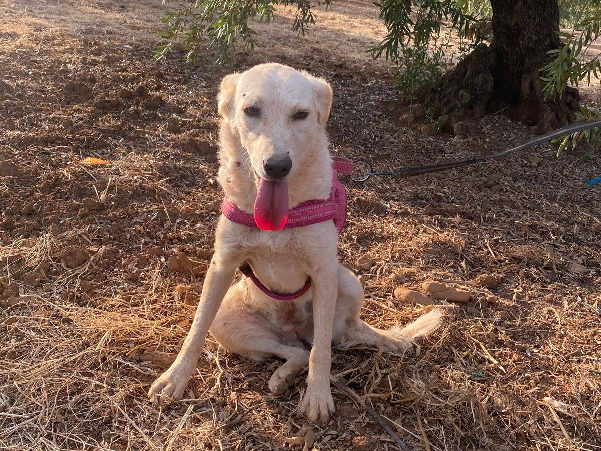 Adotta un cane, taglia media, femmina, Cosenza