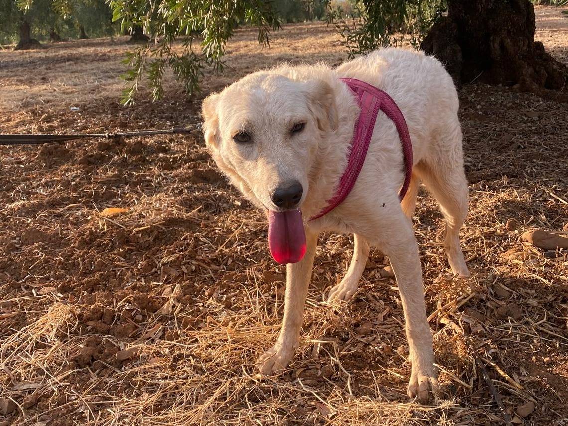 Vuoi adottare un cane a Cosenza?