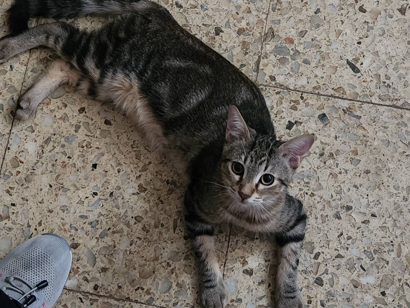 Adozione gatto, maschio, Razza sconosciuta Razza sconosciuta, 4 mesi, taglia non valida, Cosenza