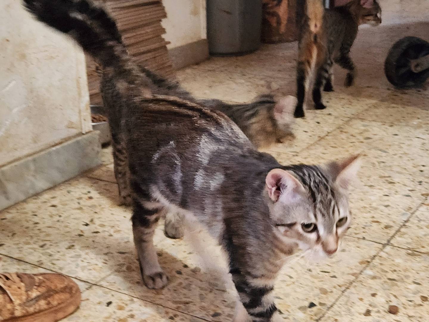 Adotta un gatto, maschio, 4 mesi, Cosenza