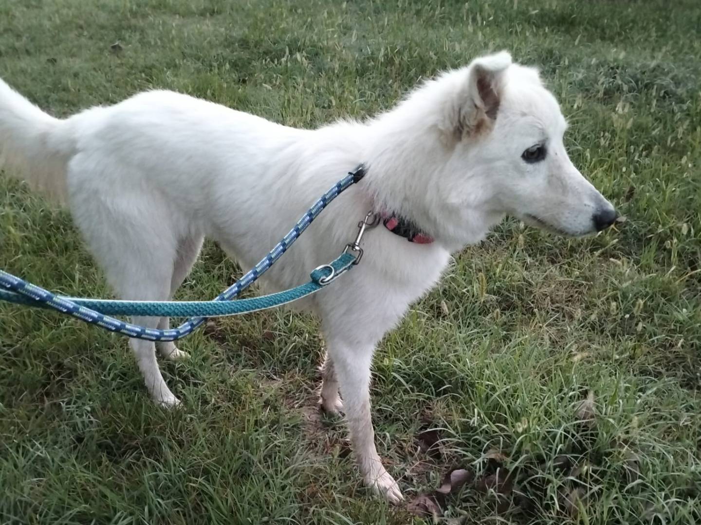 Adotta un cane, femmina, 1 anno e 4 mesi, Modena