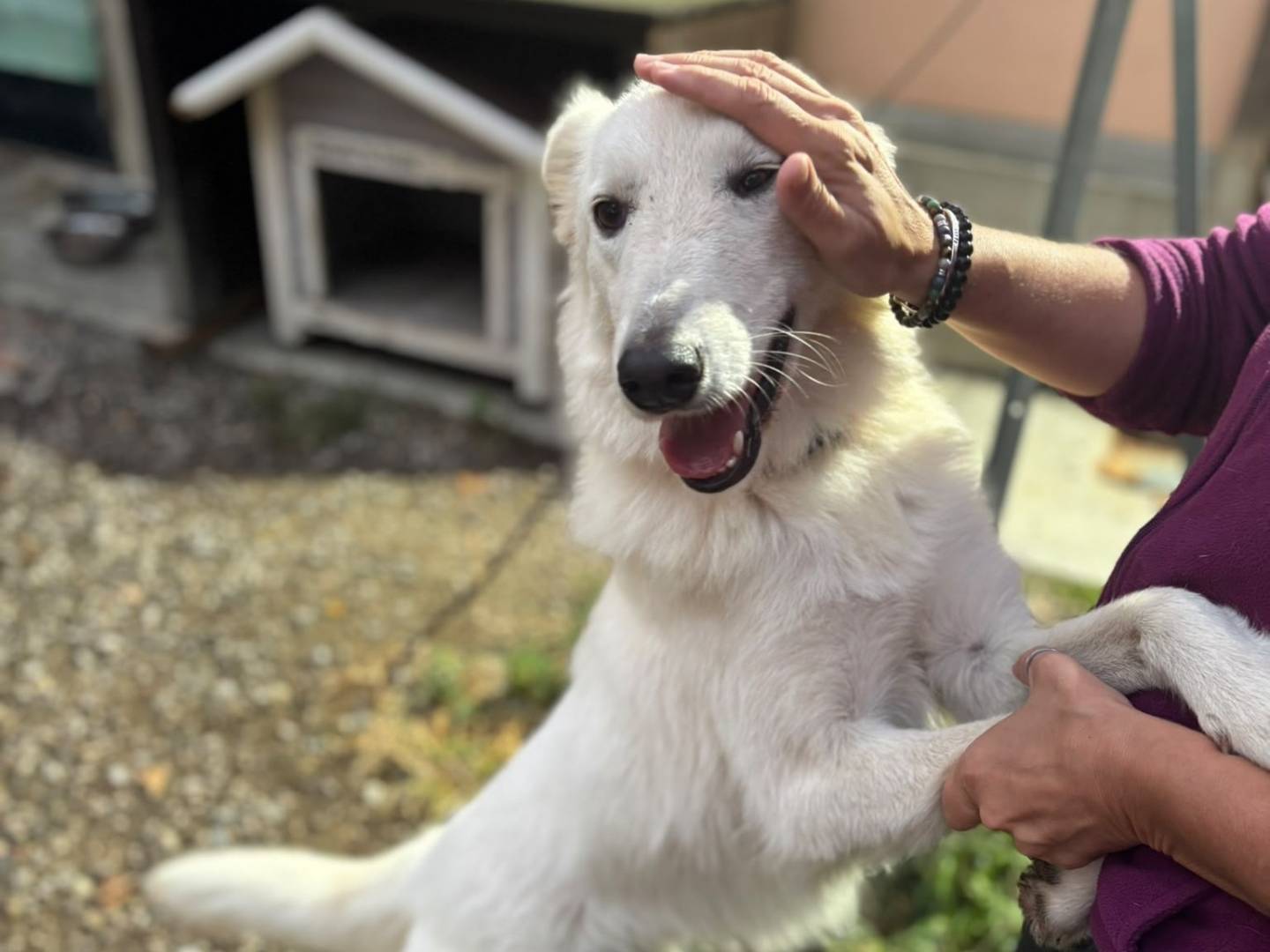Adotta un cane, taglia media, femmina, Modena