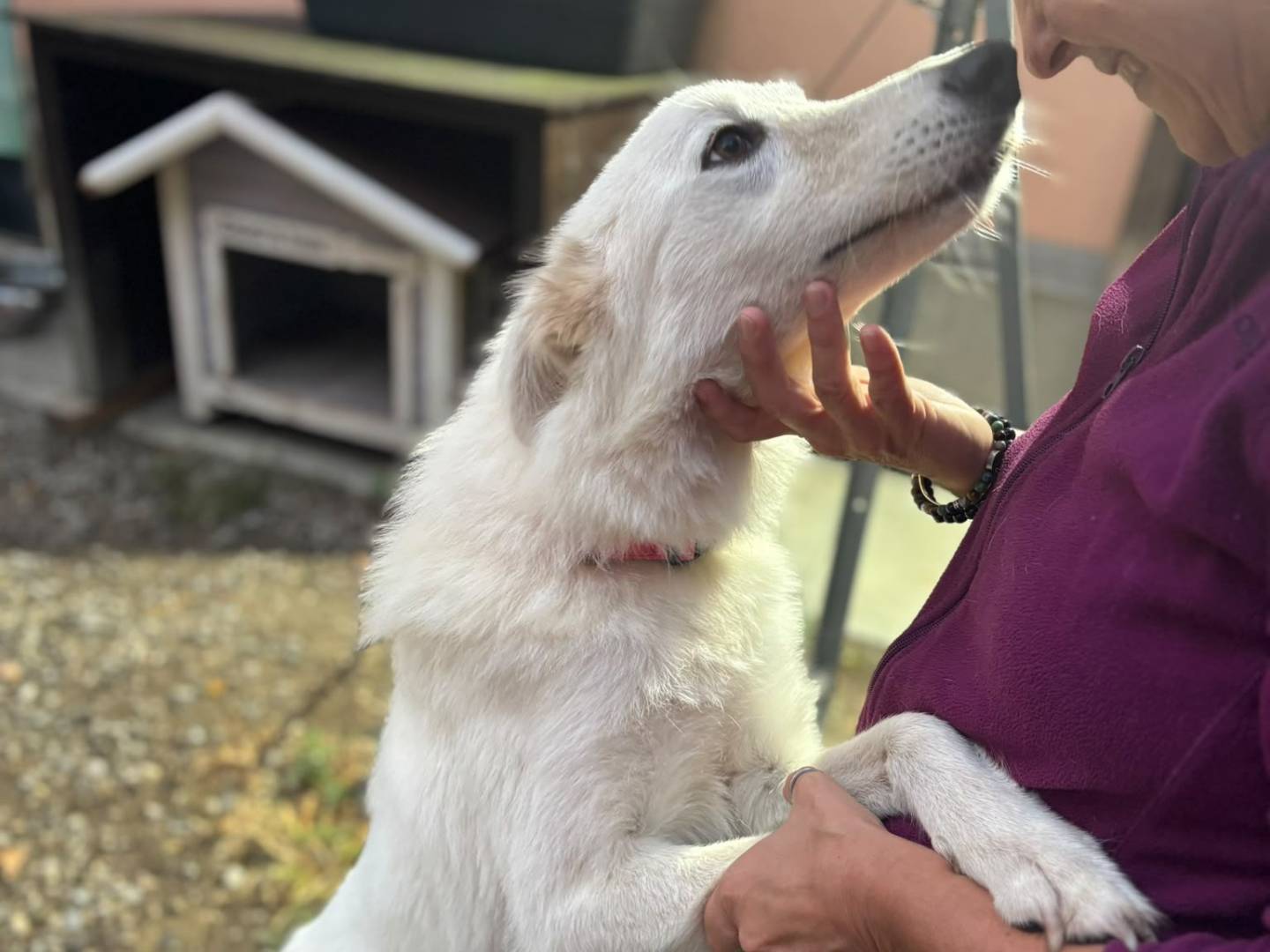Adozione cane, femmina, Razza sconosciuta Razza sconosciuta, 1 anno e 4 mesi, taglia media, Modena