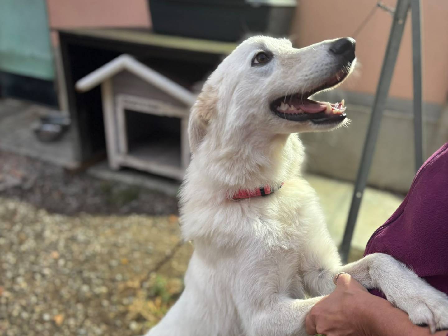 Vuoi adottare un cane a Modena?