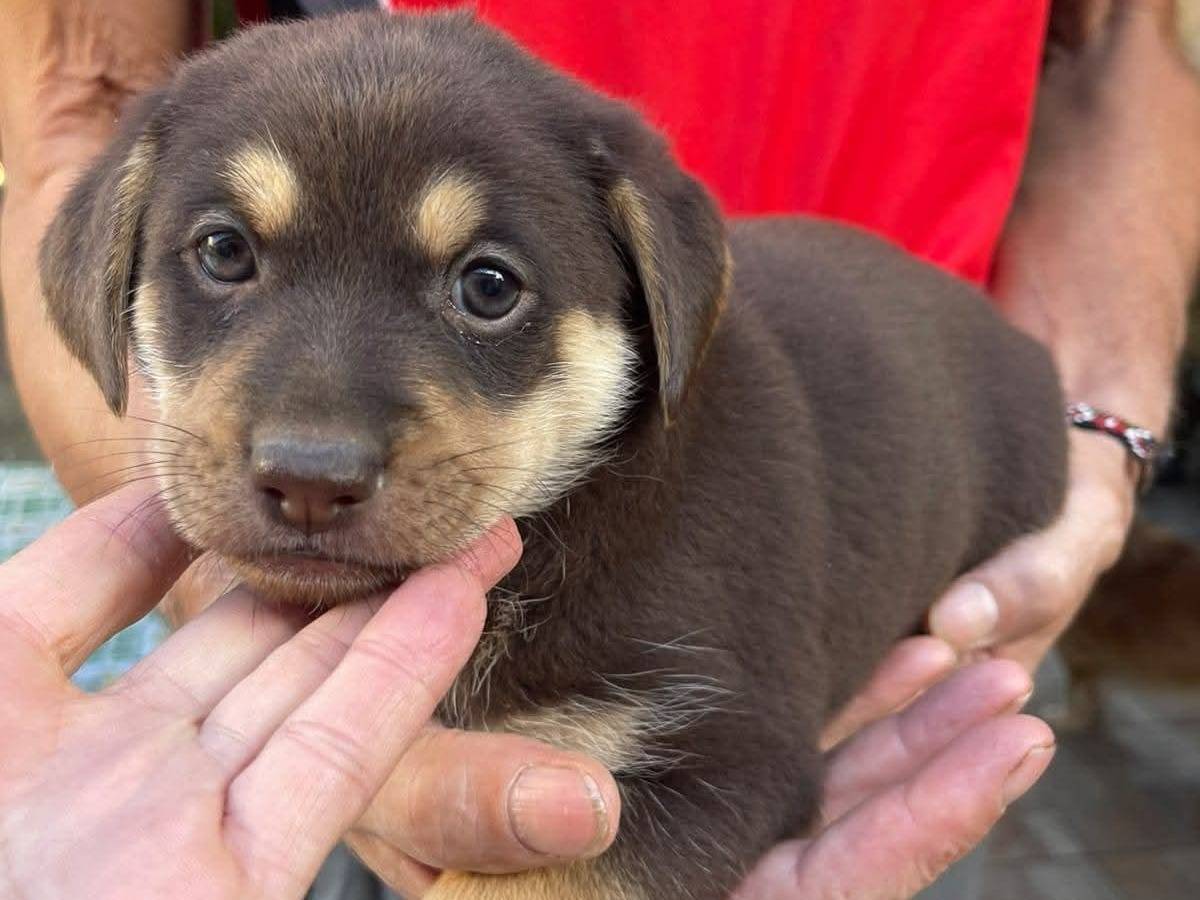 Adotta un cane, femmina, 2 mesi, Frosinone