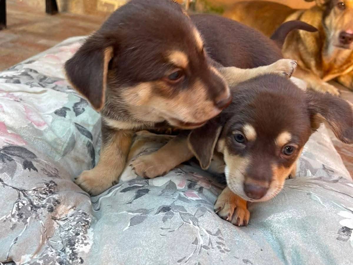 Adotta un cane, taglia media contenuta, femmina, Frosinone