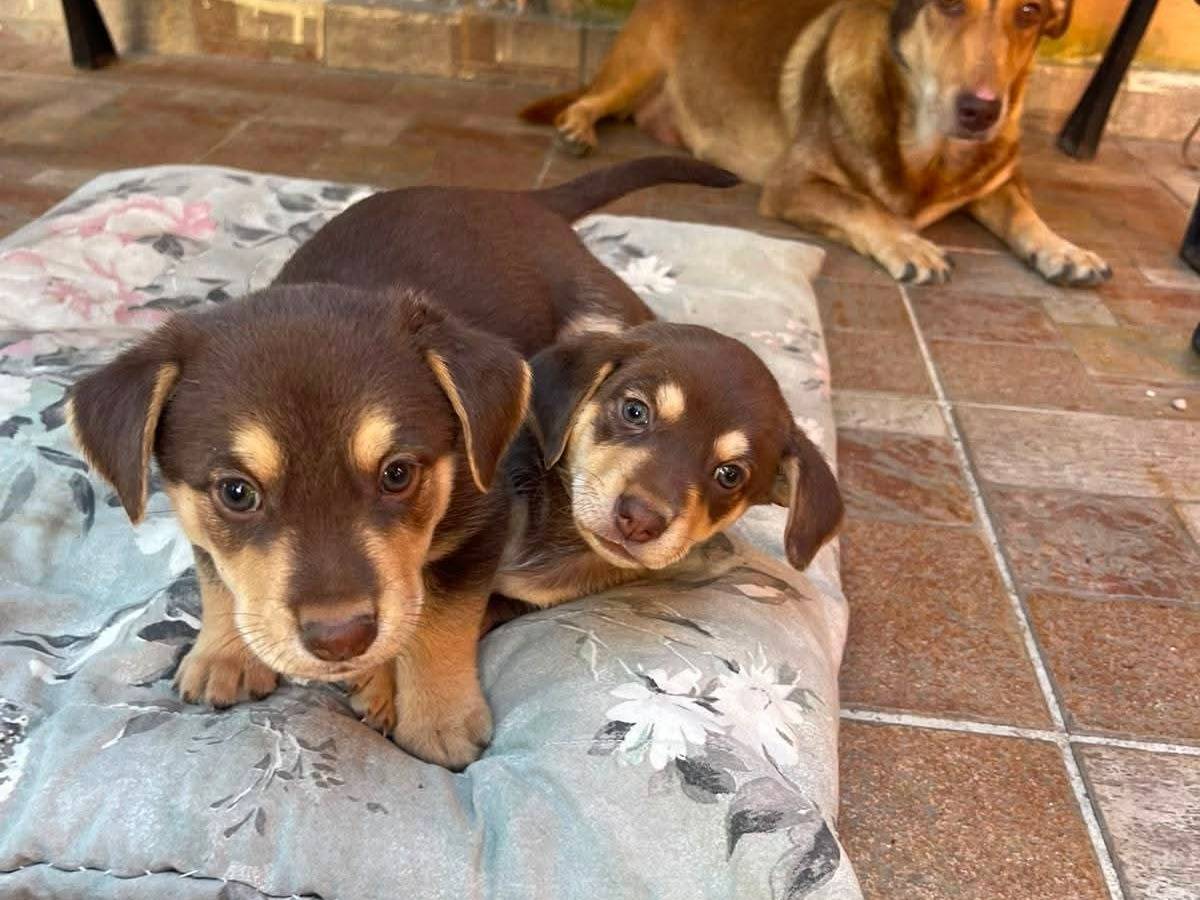 Adozione cane, femmina, Razza sconosciuta Razza sconosciuta, 2 mesi, taglia media contenuta, Frosinone