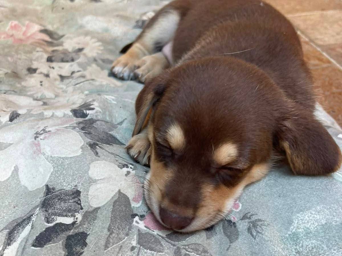 Vuoi adottare un cane a Frosinone?