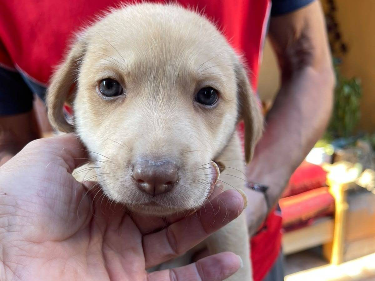 Adozione cane, maschio, Razza sconosciuta Razza sconosciuta, 2 mesi, taglia media contenuta, Frosinone