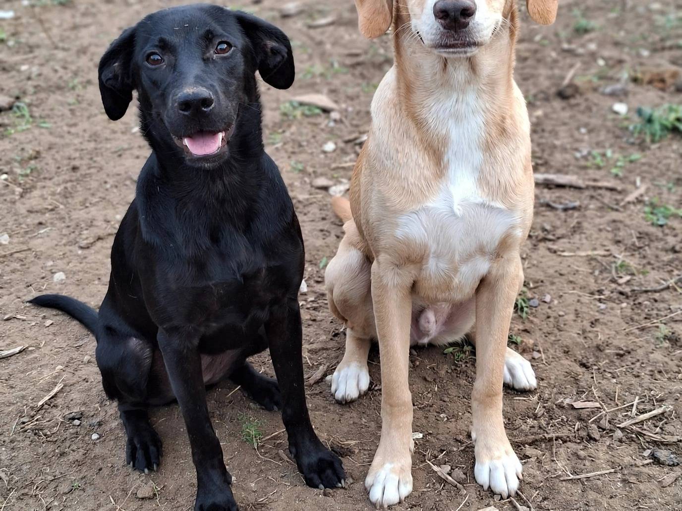 Adotta un cane, femmina, 5 mesi, Parma