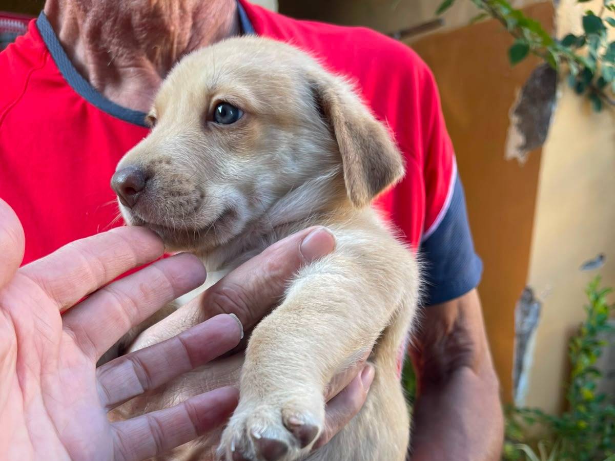 Adotta un cane, maschio, 2 mesi, Frosinone