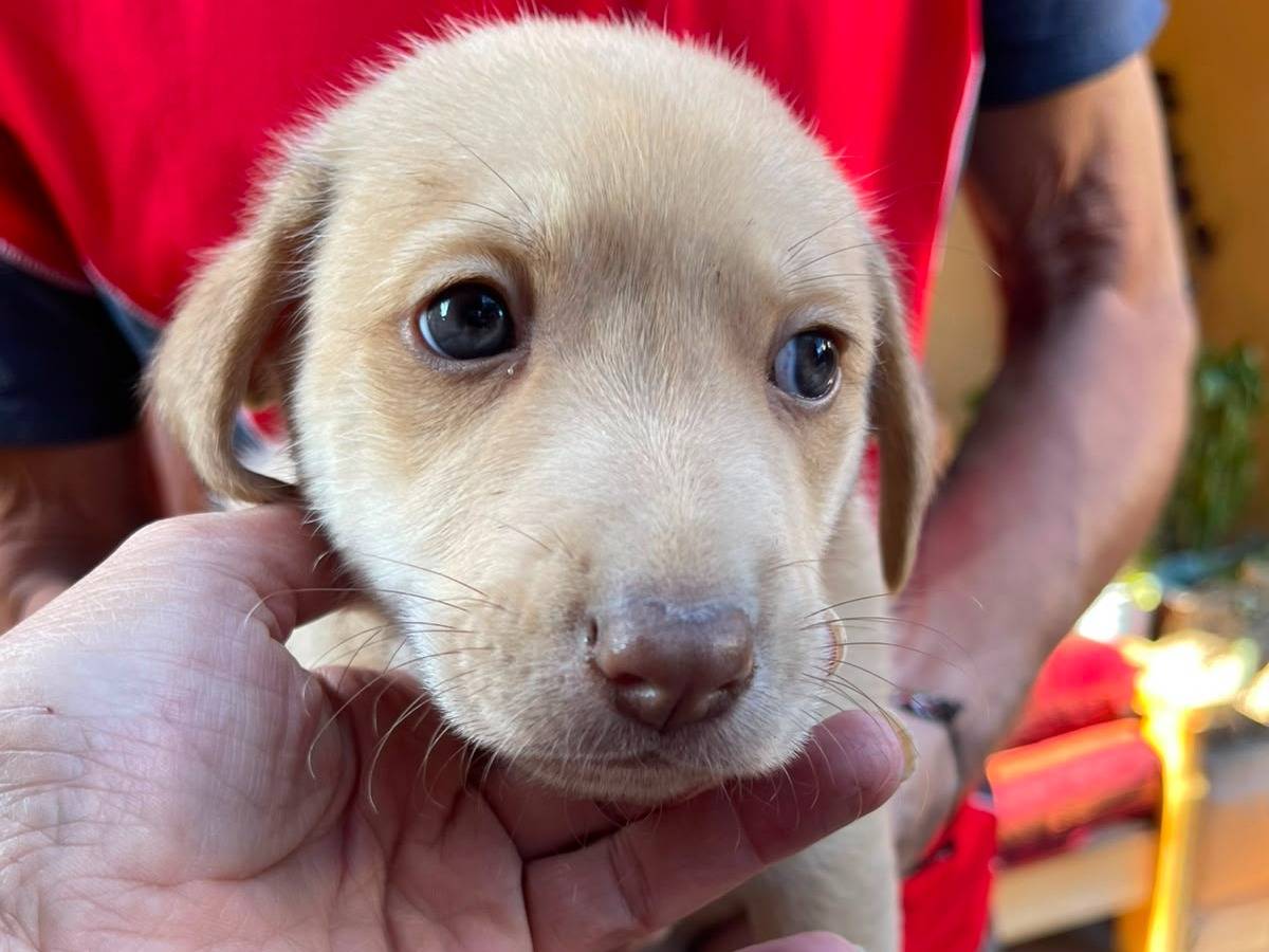 Adotta un cane, taglia media contenuta, maschio, Frosinone