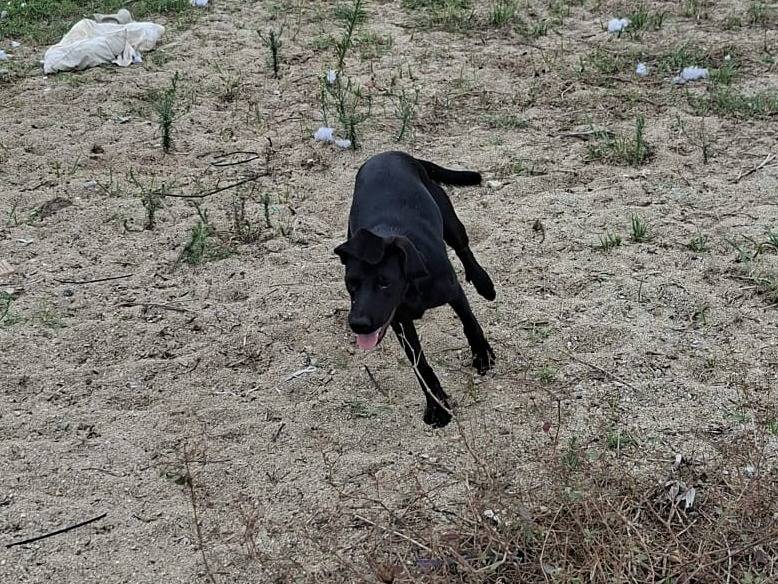 Adotta un cane, taglia media, femmina, Parma