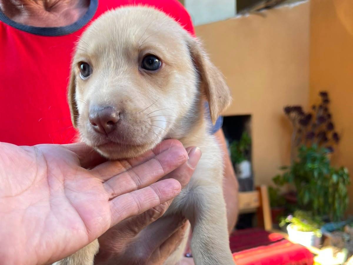 Vuoi adottare un cane a Frosinone?