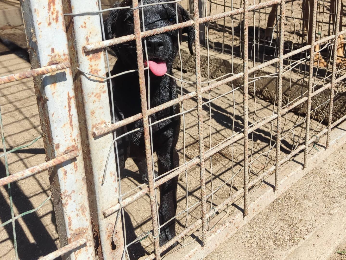 Vuoi adottare un cane a Parma?