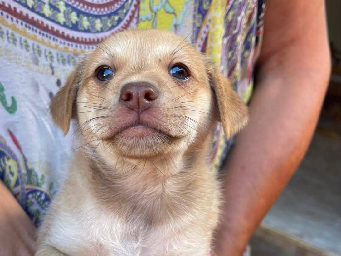 Adozione cane, maschio, Razza sconosciuta Razza sconosciuta, 2 mesi, taglia media contenuta, Frosinone